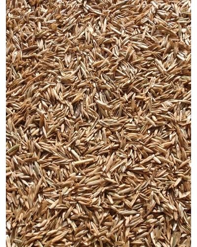 Emerald Seed (with Ryegrass) 10kg